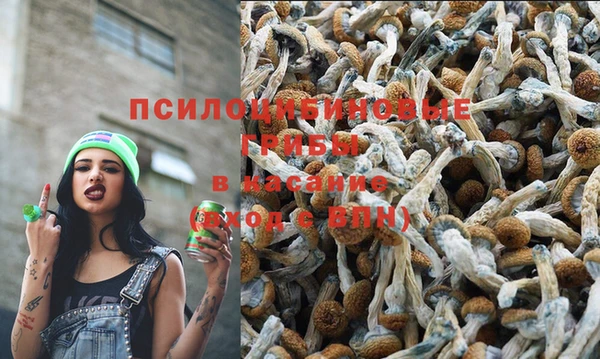 хмурый Абаза